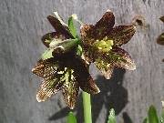 Fritillaria grayana